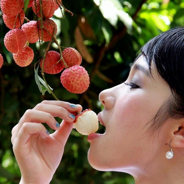 Lychee Litchi Seeds Sweet Delicious Bonsai Fruit Seed Succulent 10 Seeds 
